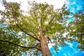 Best Tree Trimming and Pruning  in Kingsville, TX