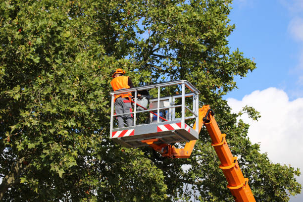 Best Commercial Tree Services  in Kingsville, TX