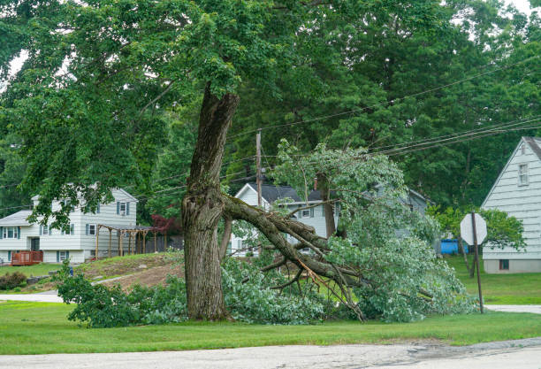 How Our Tree Care Process Works  in  Kingsville, TX