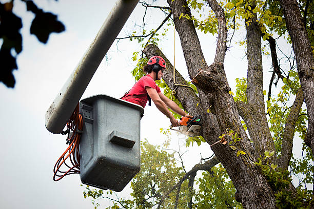 Best Firewood Processing and Delivery  in Kingsville, TX